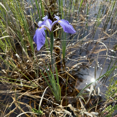 Iris tridentata Pursh