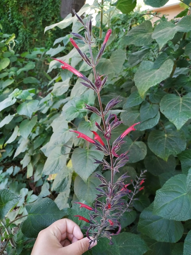 salvia blanca (Salvia apiana) · iNaturalist Mexico