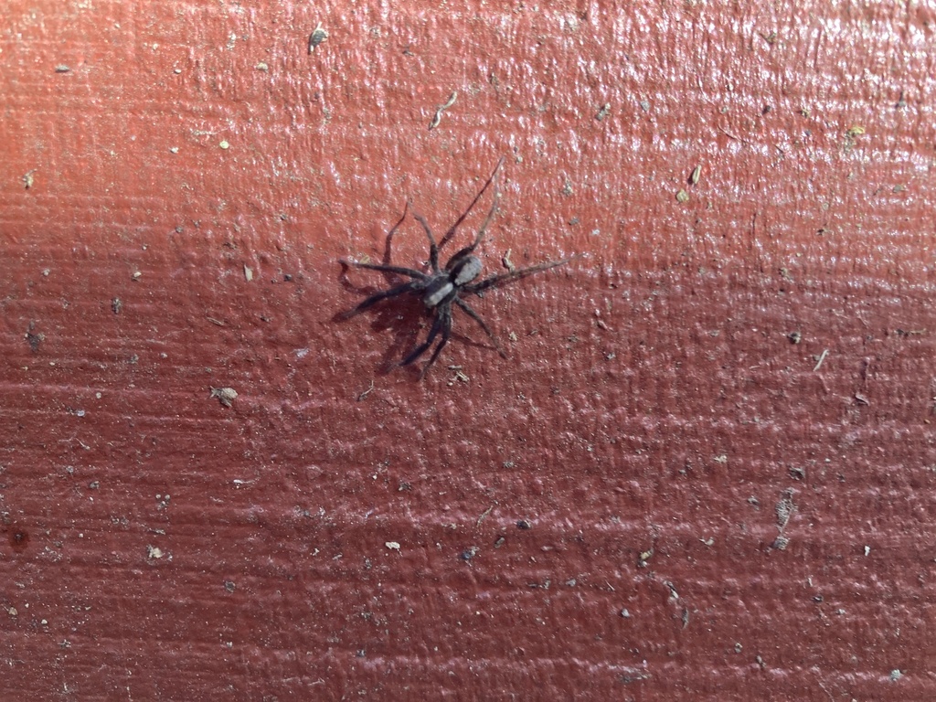 Brush-legged Spiders from Franklin, WV, US on May 24, 2024 at 06:14 PM ...