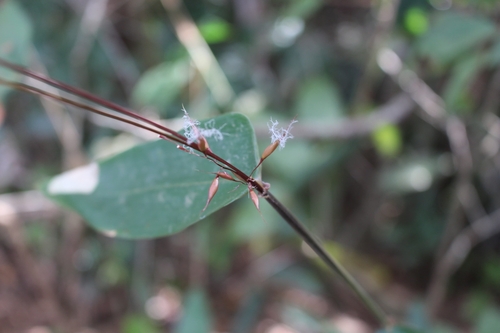 Olyra ciliatifolia