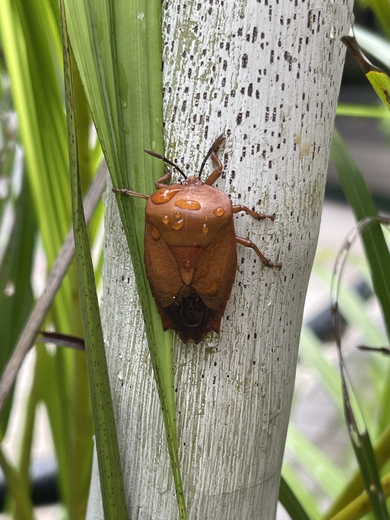 Lychee Stink Bug from 朗屏邨, 元朗, 新界, HK on May 25, 2024 at 08:50 AM by ...