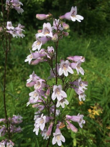 Penstemon laevigatus