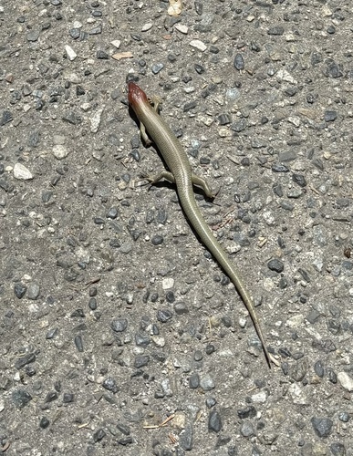 iNaturalist observation photo of Gilbert's Skink