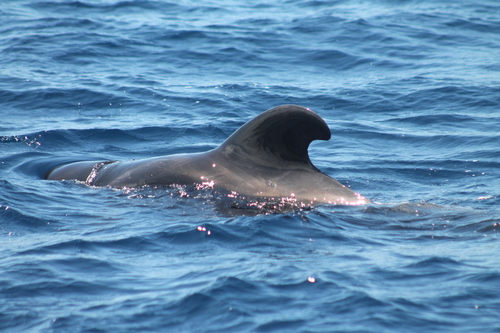 Short-finned Pilot Whale