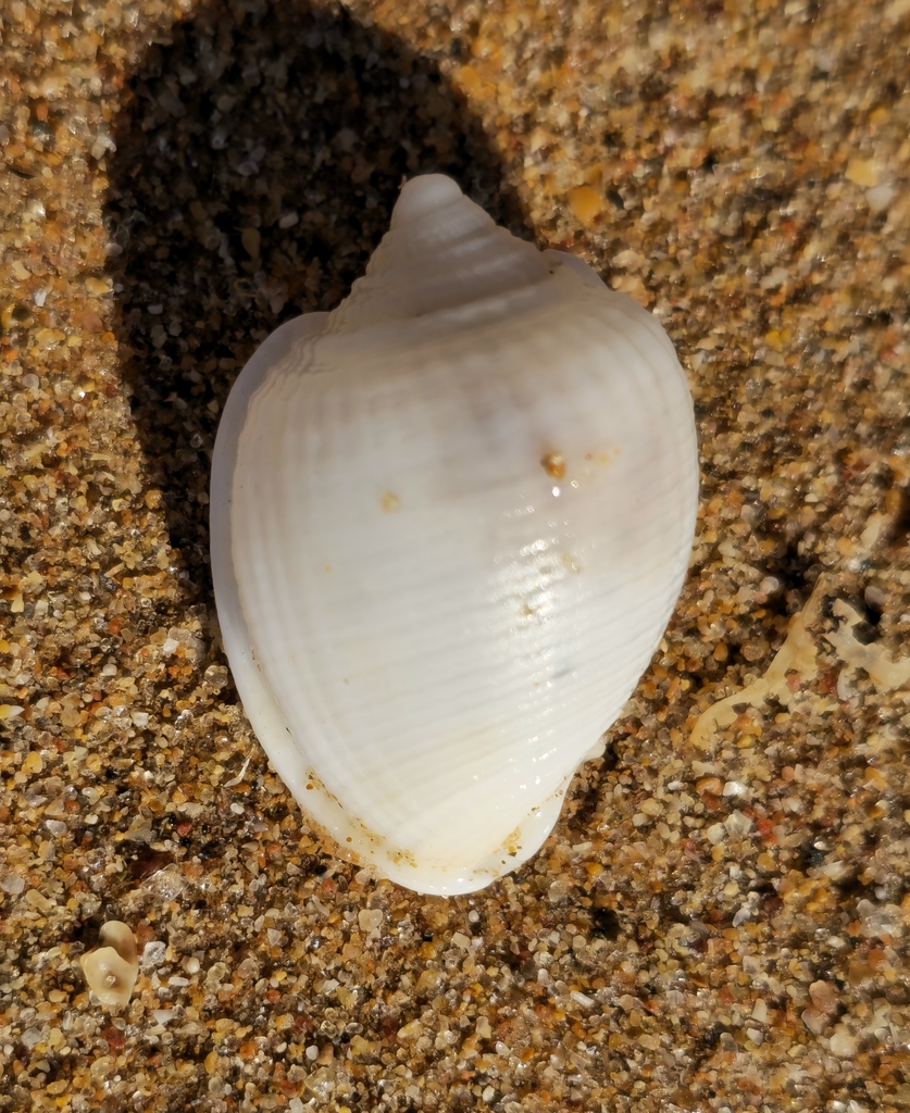 Keepsake Helmet Snails from Port Hedland WA 6721, Australia on May 25 ...