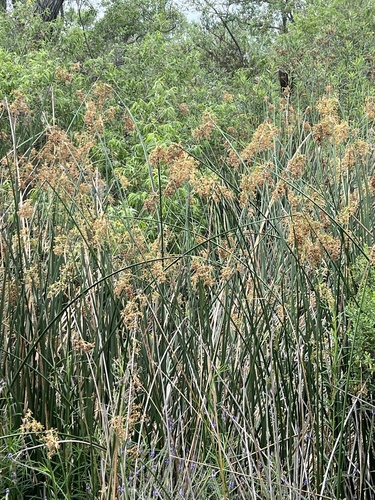 iNaturalist observation photo of California bulrush