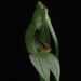 Pterostylis longifolia - Photo 由 Tom Frisby 所上傳的 (c) Tom Frisby，保留所有權利