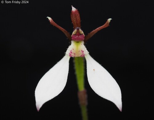 Eriochilus cucullatus (Labill.) Rchb.f.