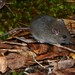 Australian Bush Rat - Photo (c) Tom Frisby, all rights reserved, uploaded by Tom Frisby