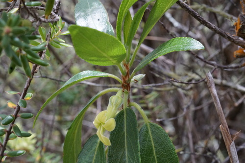 cindercone isodendrion (Isodendrion hosakae)