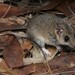 Slender-tailed Dunnart - Photo (c) Tom Frisby, all rights reserved, uploaded by Tom Frisby