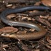 Three-toed Snake-Skink - Photo (c) Tom Frisby, all rights reserved, uploaded by Tom Frisby