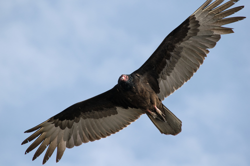 Turkey Vulture (Birds of Ano Nuevo State Park.) · iNaturalist