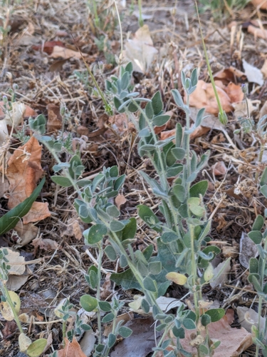 American birdsfoot trefoil foliage