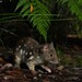 Spotted-tailed Quoll - Photo (c) Tom Frisby, all rights reserved, uploaded by Tom Frisby