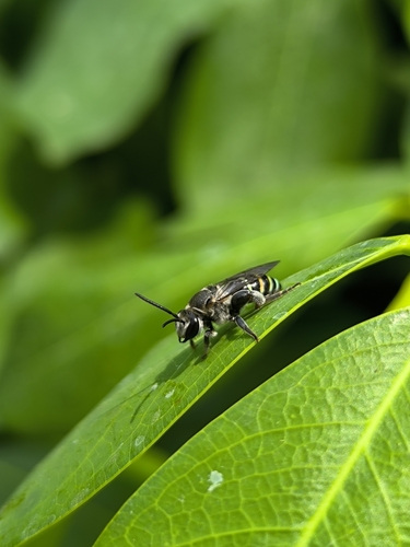 Nomia elliotii