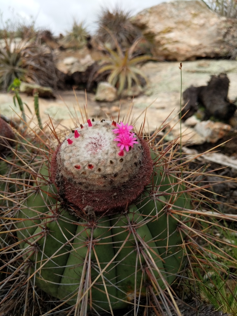 Photos of Melocactus ernestii  iNaturalist