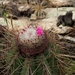 Melocactus ernestii - Photo (c) Edgley Cesar, all rights reserved, uploaded by Edgley Cesar