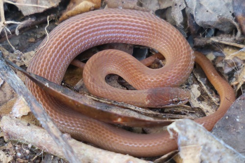 Pine Woods Littersnake