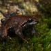 Sphagnum Frog - Photo (c) Tom Frisby, all rights reserved, uploaded by Tom Frisby