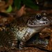 Giant Barred Frog - Photo (c) Tom Frisby, all rights reserved, uploaded by Tom Frisby