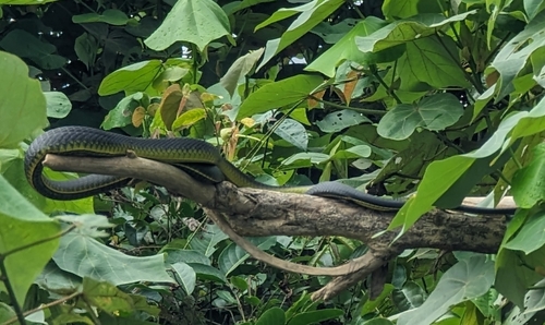 Common Tree Snake sighting