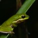 Eastern Dwarf Tree Frog - Photo (c) Tom Frisby, all rights reserved, uploaded by Tom Frisby