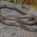 Striated Worm-Lizard - Photo (c) Tom Frisby, all rights reserved, uploaded by Tom Frisby