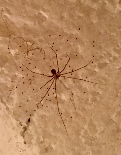Short-bodied Cellar Spider