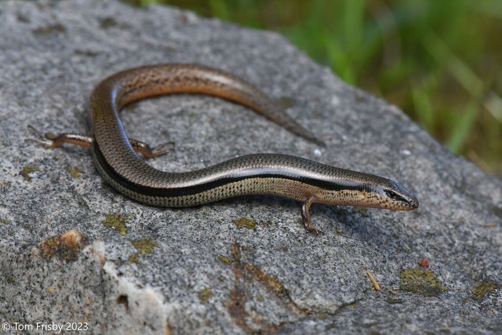 Southeastern Slider (Lerista bougainvillii)