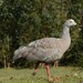 Cape Barren Goose - Photo (c) Tom Frisby, all rights reserved, uploaded by Tom Frisby