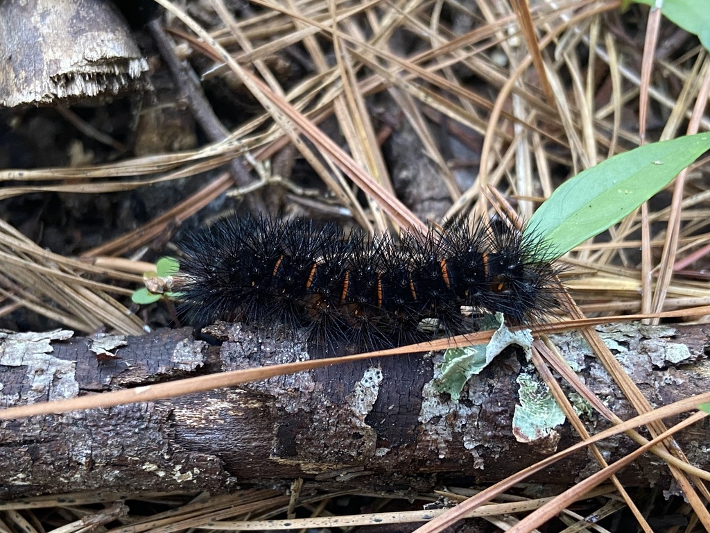 Giant Leopard Moth From Freedom Park Dog Park, Valdosta, Ga, Us On May 