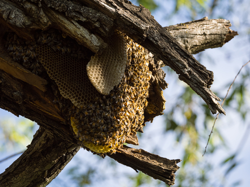 iNaturalist observation photo of Western Honey Bee