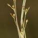 Juncus tenageia - Photo (c) Joao Tiago Tavares, todos los derechos reservados, subido por Joao Tiago Tavares