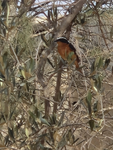 Moussier's Redstart