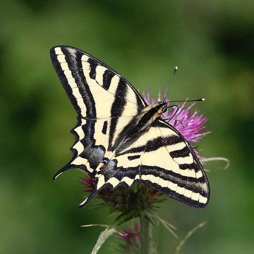 Papilio alexanor Esper, 1800