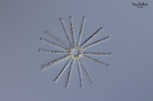 Asterionella formosa