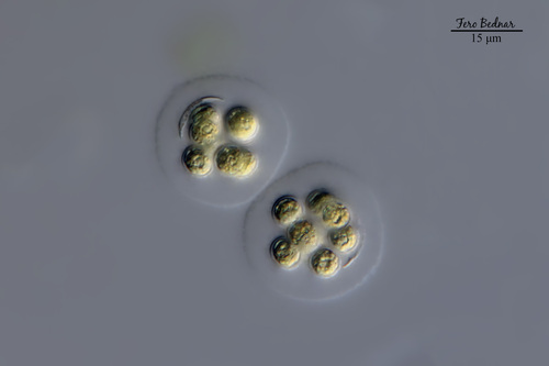 Coenochloris fottii