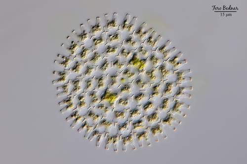 Pediastrum duplex