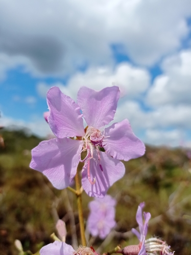 Tibouchina edmundoi