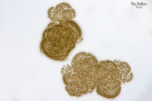 Woronichinia naegeliana
