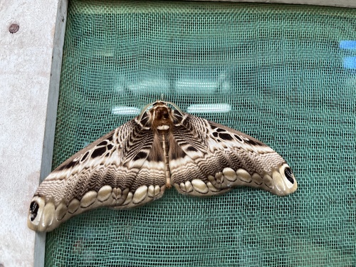 Dactyloceras lucina