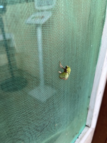 Parasa viridissima