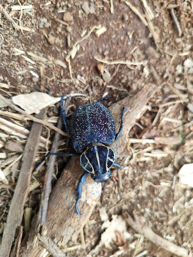 Inca clathratus clathratus