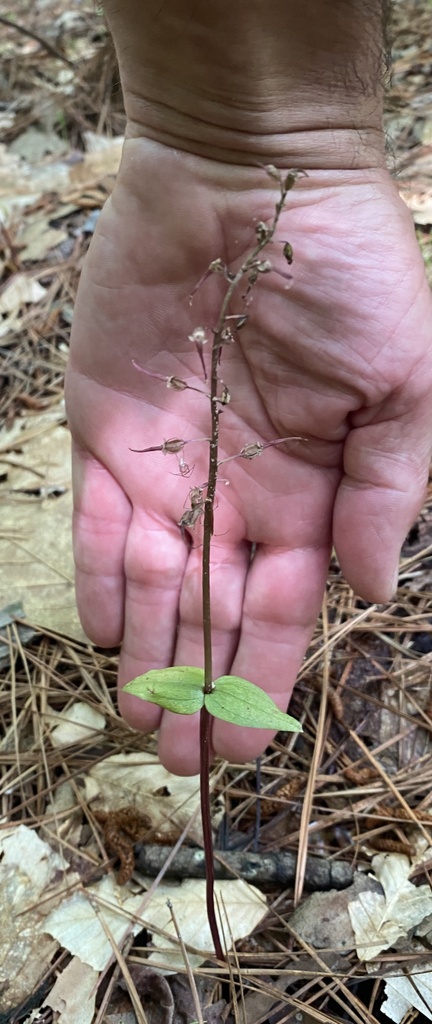 Southern Twayblade from Preston, MD, US on May 25, 2024 at 10:37 AM by ...