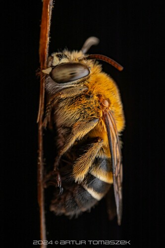 Amegilla mesopyrrha
