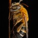 褐胸無墊蜂 - Photo 由 Artur Tomaszek 所上傳的 (c) Artur Tomaszek，保留所有權利