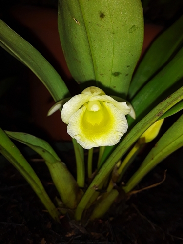 Stenotyla