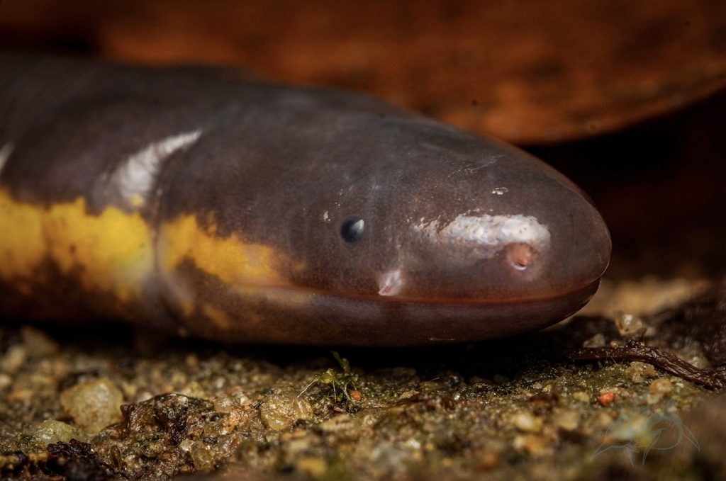 Koh Tao Caecilian from Guorui Shengping Li, Foshan, Guangdong, CN on ...