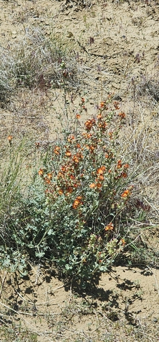 Small-leaf Globemallow